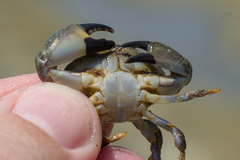 Xanthodius sternberghii
