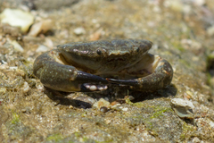 Xanthodius sternberghii