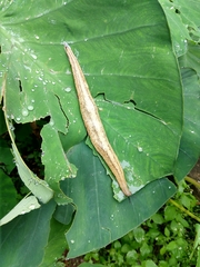 Vaginulus taunaisii