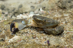 Xanthodius sternberghii
