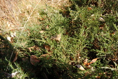 Juniperus pseudosabina