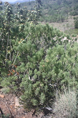 Senecio barbertonicus