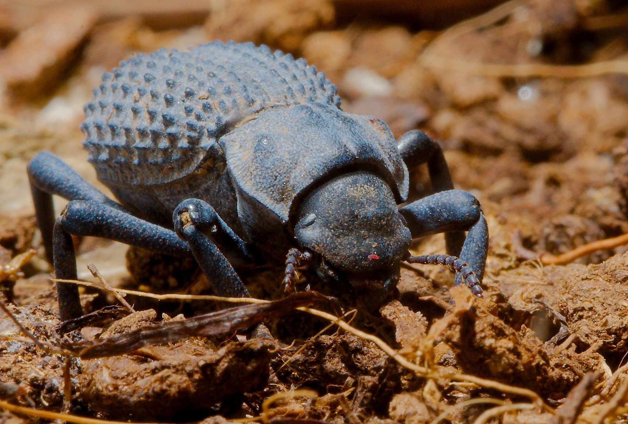 Desert Ironclad Beetle (Asbolus verrucosus) · iNaturalist