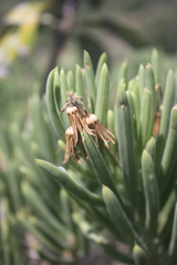 Senecio barbertonicus