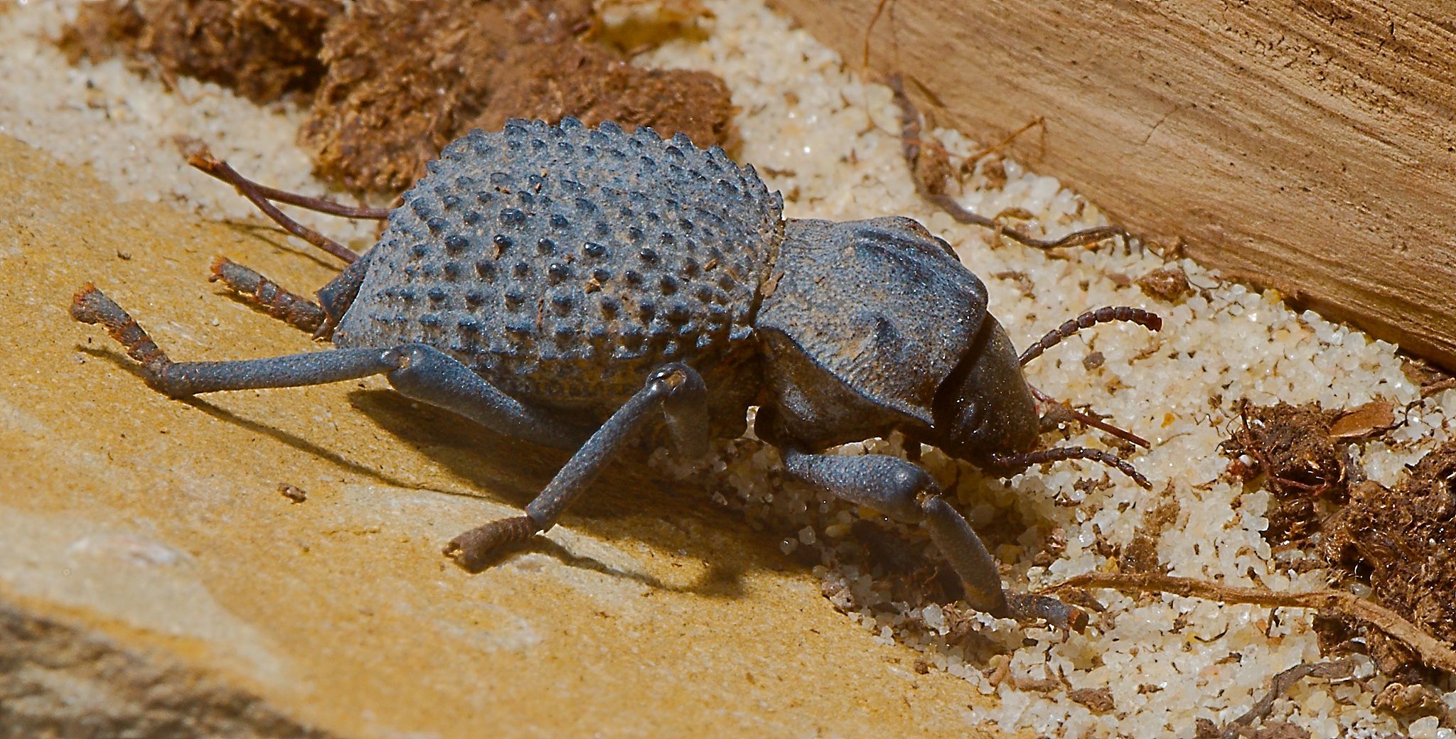 Desert Ironclad Beetle (Asbolus verrucosus) · iNaturalist