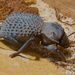Desert Ironclad Beetle - Photo (c) Josh More, some rights reserved (CC BY-NC-ND)