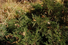 Juniperus pseudosabina