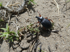 Cylydrorhinus angulatus