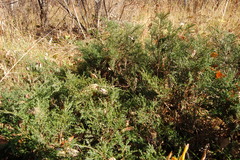 Juniperus pseudosabina