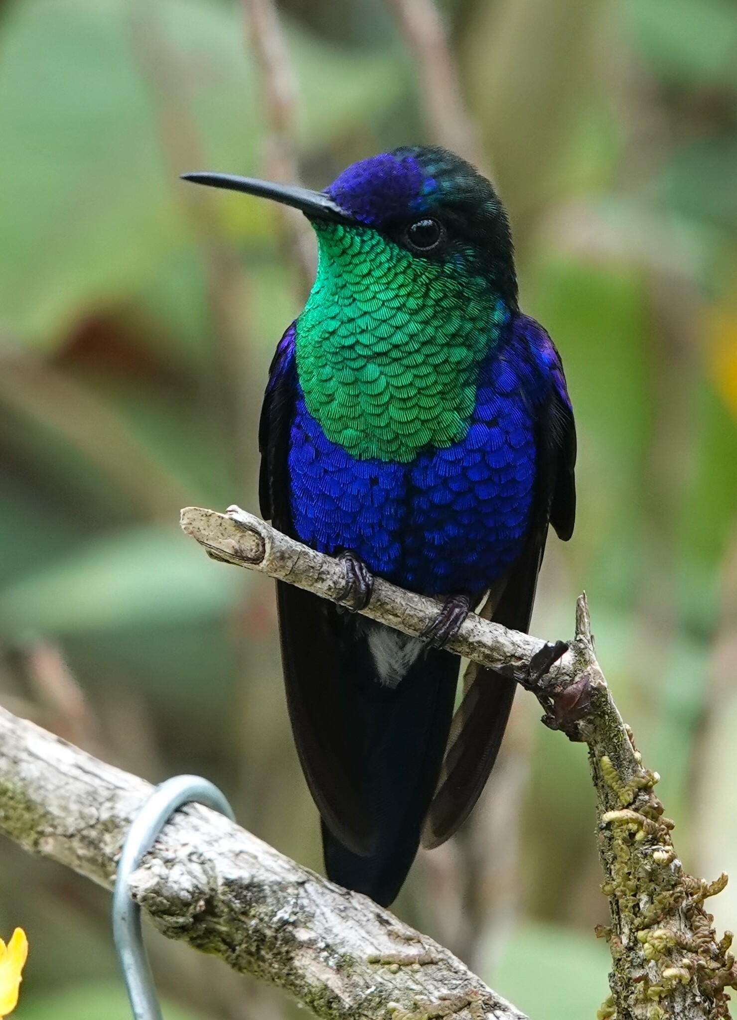 Crowned Woodnymph (Thalurania colombica)