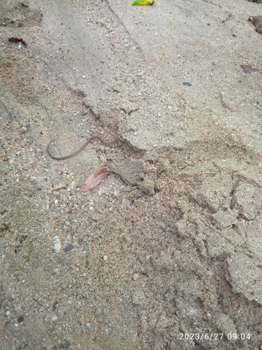 Striped Centipede Snake