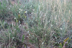 Cyperus margaritaceus