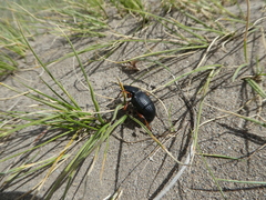 Cylydrorhinus angulatus