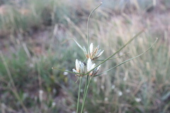 Cyperus margaritaceus