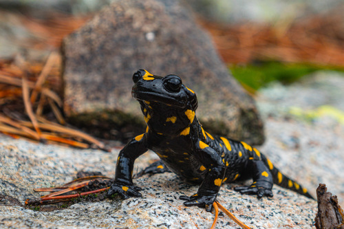 Corsican Fire Salamander, Corse, FR, photo 5 of 10