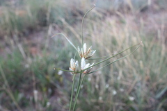 Cyperus margaritaceus