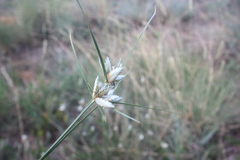 Cyperus margaritaceus