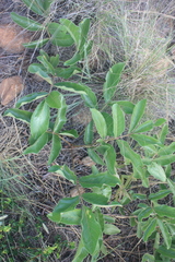 Lannea edulis