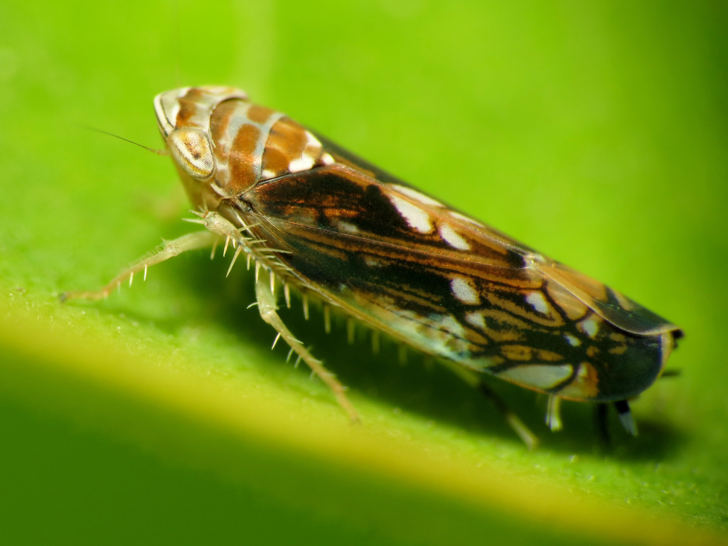 Scaphoideus