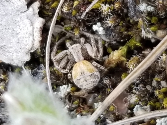 Psammitis deichmanni