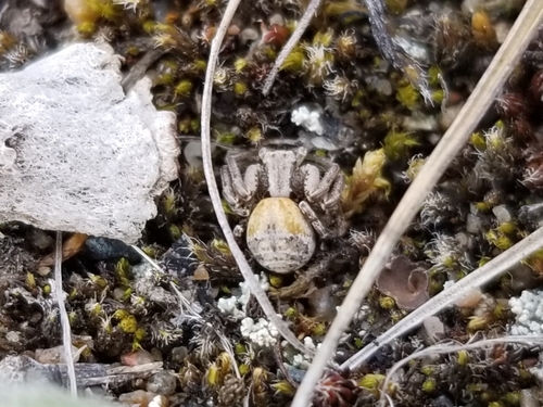 Psammitis deichmanni