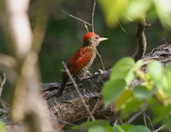 Dryobates sanguineus