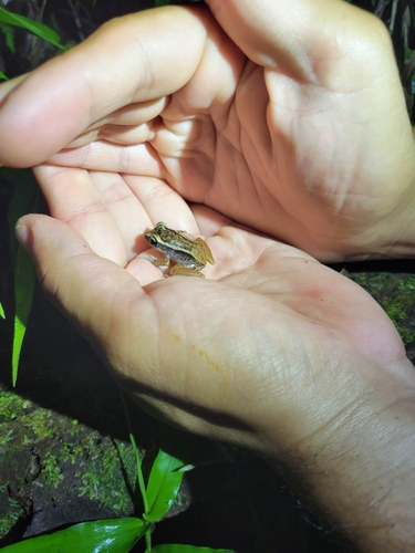 Ground Coqui, Eleutherodactylus richmondi