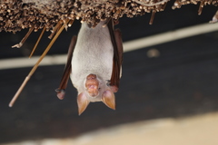 Macronycteris vittatus