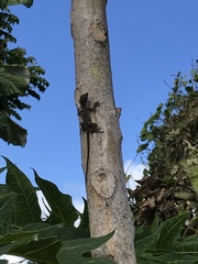 Anolis stratulus