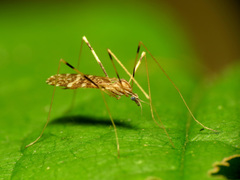 Erioptera caliptera