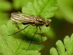Dolichopus longipennis