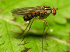 Dolichopus longipennis
