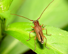 Saperda discoidea