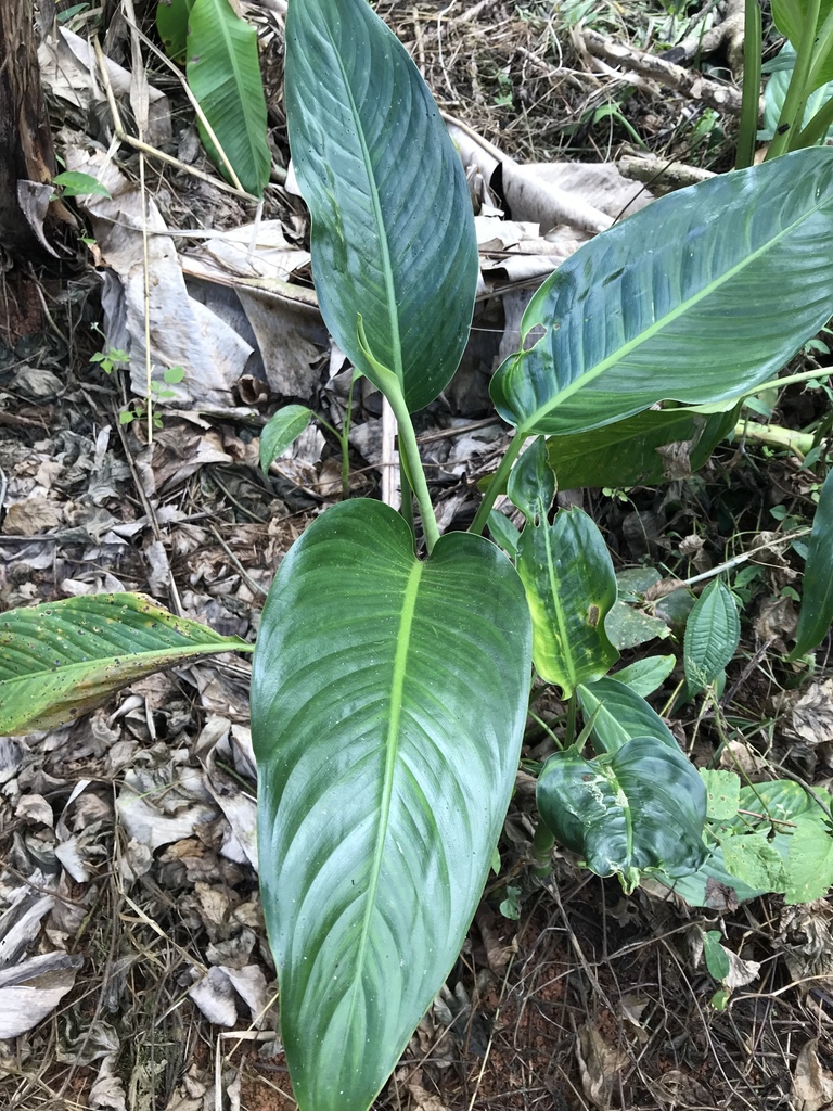 Dieffenbachia aurantiaca