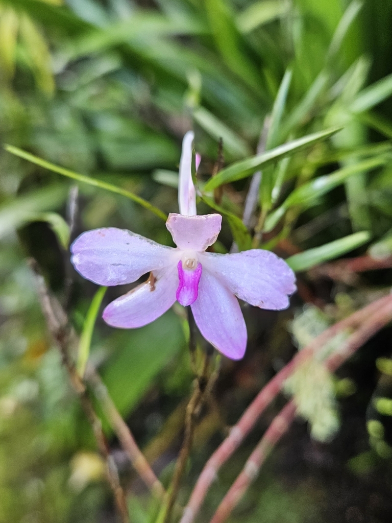 Dendrobium furcatum