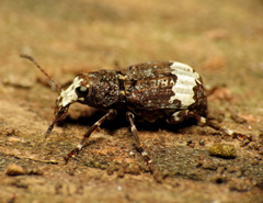Eurymycter fasciatus