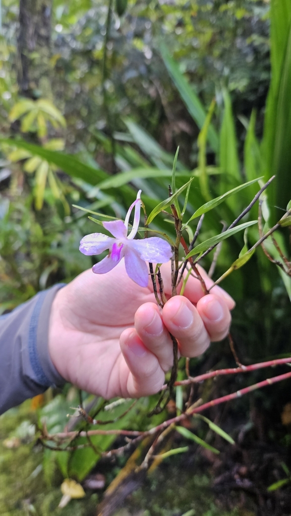 Dendrobium furcatum Reinw. ex Lindl. 2