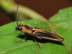 Megapenthes limbalis