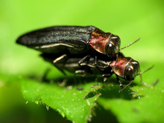 Agrilus ruficollis