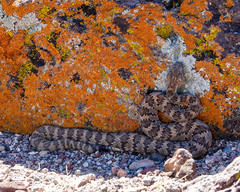 Crotalus stephensi