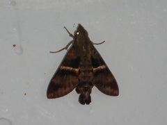 Macroglossum hirundo