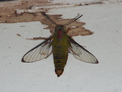 Cephonodes armatus