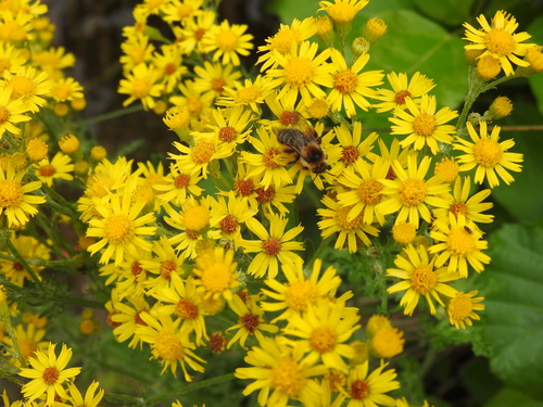 Common Pantaloon Bee photo 4