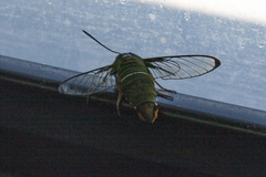Cephonodes armatus