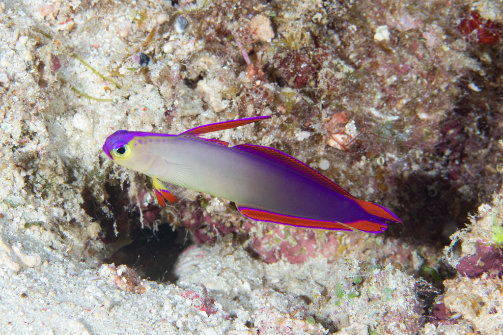Sier-vuurvis (Nemateleotris decora) — Microdesmidae