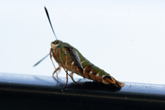 Cephonodes armatus
