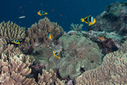 Orangefin anemonefish (Amphiprion chrysopterus) — Pomacentridae — 4