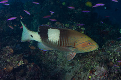 Gracila albomarginata