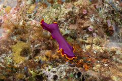 Pseudoceros ferrugineus