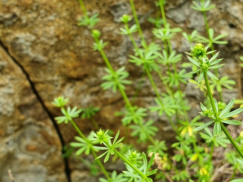 Galium productum image